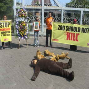 Orangutan Bergelimpangan di Depan Balaikota Solo