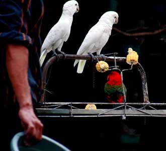 Pasar Burung Barito Menanti Digusur