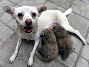 Anjing Jadi Ibu Tiri Bayi Panda