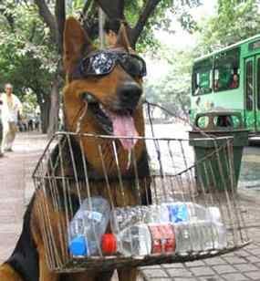 Fei Fei Anjing Paling Keren