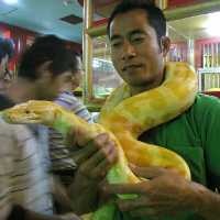 Python Albino Masih Jadi Idola