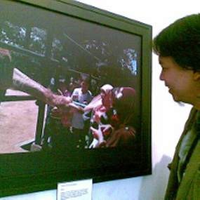 Unta Gigit Kerudung Wanita Terpajang di GIM