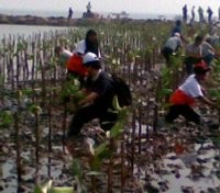 Menikmati Ekosistem Bakau di Utara Jakarta