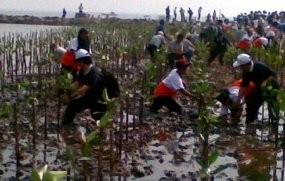 Menikmati Ekosistem Bakau di Utara Jakarta