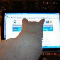 Kucing Dituding Download Pornografi Internet