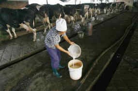 Aturan Penyerapan Susu Segar Lokal Harus Segera Dirilis
