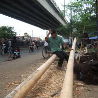 Jelang Agustusan, Penjual Pohon Pinang Sepi Pembeli