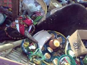 Byur! Kerbau Dibuang ke Laut Jakarta