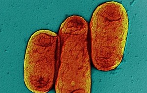 Yersinosis