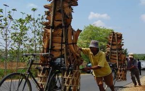Bertahan di Alas Kedungserut