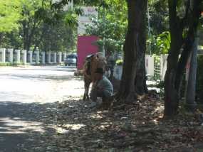 Weekend Ramadan, Wisata Kuda Cilaki Sepi