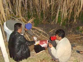 Pria Berkaos Kristal Meja Komputer Tewas di Kebun Tebu