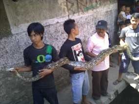 Ular Sanca Kembang Hebohkan Warga Cipedes