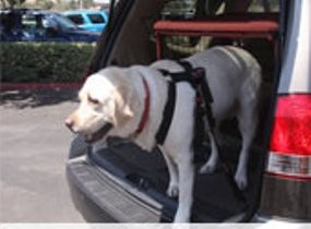 10 Mobil Paling Aman Buat Hewan Peliharaan