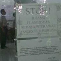 Dinilai Tak Berbahaya, Sampel Flu Babi Tak Lagi Diambil