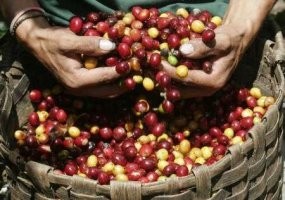 Jumlah Eksportir Kopi Makin Menciut 