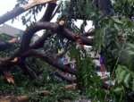 Pohon Tumbang di Kalimalang, Lalin Tersendat