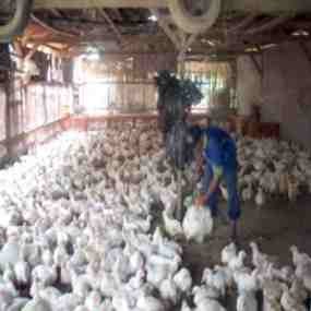 Permintaan Daging Ayam Melonjak Hingga 40%