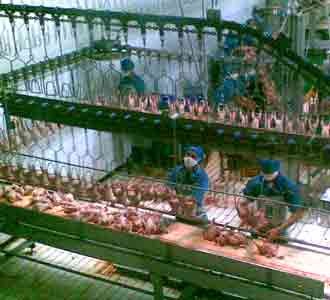 Permintaan Daging Ayam Melonjak