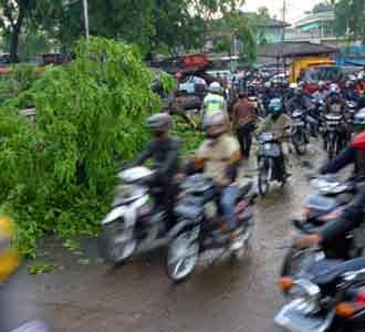 Pohon Tumbang Macet Mengular
