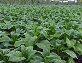 Harga Terjun Bebas, Petani Daun Emas Menjerit