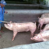 Singapura Temukan H1N1 dalam Daging Babi Indonesia