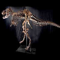 For Sale, Kerangka T-Rex Seharga Rp 96 M 