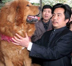 Uang Rp 5,8 M Hanya Untuk Beli Anjing