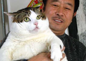 Suka Makan Daging Babi Kucing Di China Jadi Super Gemuk