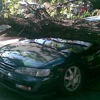 Pohon Timpa Mobil dan Motor