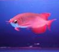 Gubernur Riau Selidiki Izin Penangkaran Ikan Arwana di Tahura