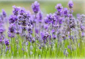 Hilangkan Sakit Kepala Dengan Minyak Lavender