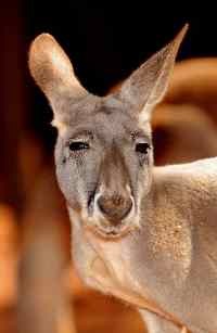 Kangguru Terobos Masuk Kantor, Acak-acak Perabotan