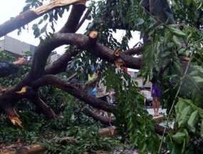 Beringin Tumbang Timpa 2 Rumah di Jakarta Timur