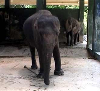 Gajah Injak Bocah