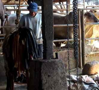 Harga Daging Sapi Masih Tinggi