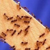 Tangkal Virus Komputer, Ilmuwan Tiru Semut