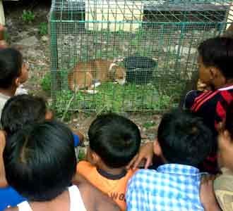 Anjing Jelmaan Hantu Cekik Ditangkap