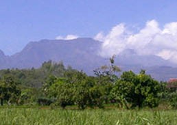 Takut Kebakaran Menjalar, Perhutani Kediri Siaga di Gunung Wilis