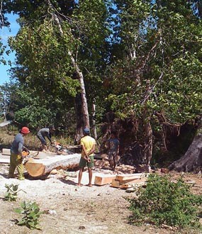 Penjarahan Kayu di Hutan Kangean Merajalela