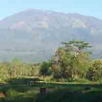 15 Hektar Hutan di Magetan Terbakar
