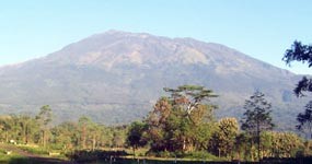 15 Hektar Hutan di Magetan Terbakar