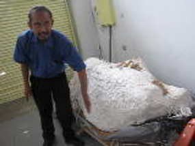 Fosil Gajah Purba Tarik Seribu Pengunjung per Hari