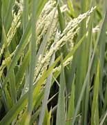 Arah Baru Pembangunan Pertanian 