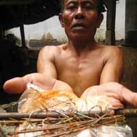 Tak Terhitung Jumlah Sapi Mati Karena Santet 