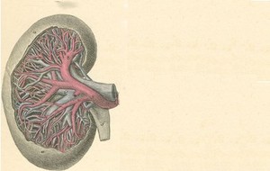 Interstisial Nefritis 