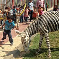 Ada Zebra Jadi-jadian di Gaza