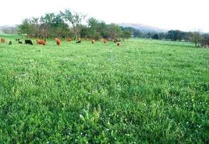 Memandang Rumput Hijau, Obat Stres Paling Mujarab