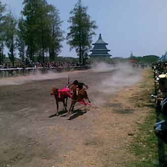 Karapan Sapi di Surabaya