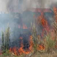 Alang-alang Terbakar, Sekolah di Buduran Sempat Panik 